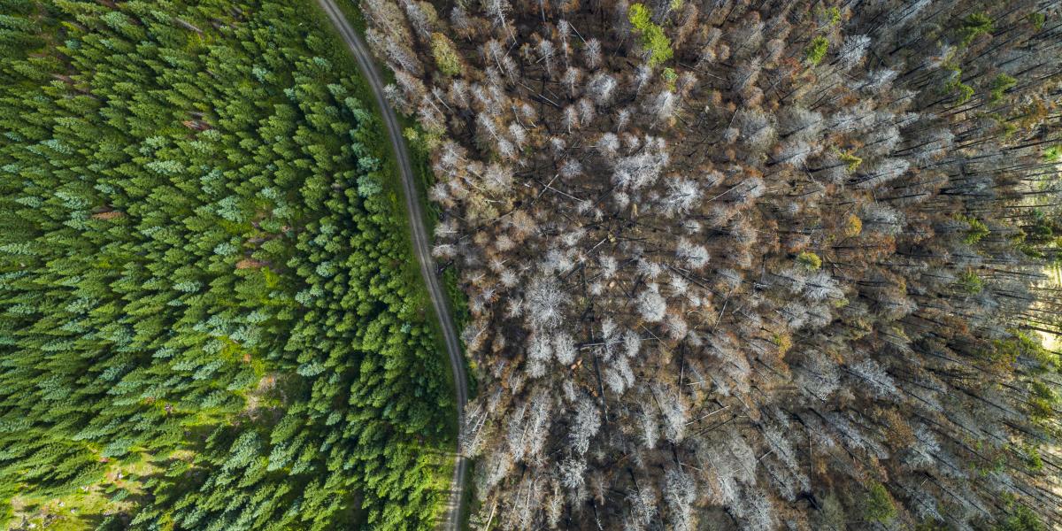 Trees separated by a road with one side burned by a wildfire. 
